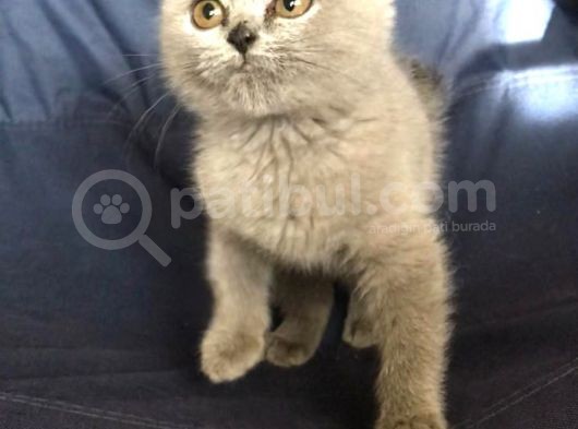 British Shorthair Ve Scottish Fold Yavrularımız görsel