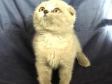 British Shorthair Ve Scottish Fold Yavrularımız