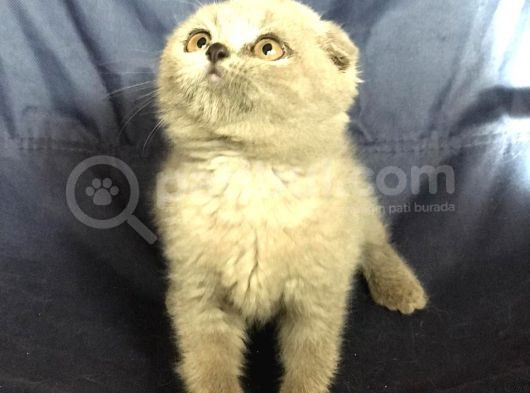 British Shorthair Ve Scottish Fold Yavrularımız görsel