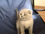 British Shorthair Ve Scottish Fold Yavrularımız