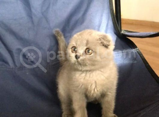British Shorthair Ve Scottish Fold Yavrularımız