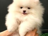 Muhteşem Güzellikte Pomeranian Teddy Bear