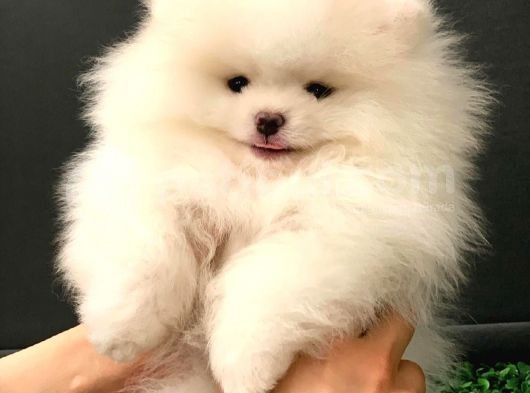 Muhteşem Güzellikte Pomeranian Teddy Bear