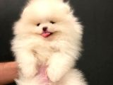 Muhteşem Güzellikte Pomeranian Teddy Bear
