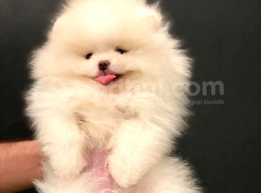 Muhteşem Güzellikte Pomeranian Teddy Bear görsel