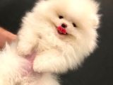 Muhteşem Güzellikte Pomeranian Teddy Bear