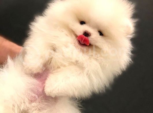 Muhteşem Güzellikte Pomeranian Teddy Bear görsel