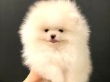 Muhteşem Güzellikte Pomeranian Teddy Bear