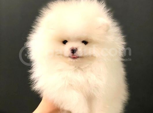 Muhteşem Güzellikte Pomeranian Teddy Bear görsel