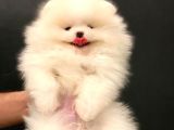 Muhteşem Güzellikte Pomeranian Teddy Bear