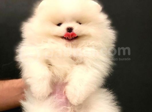 Muhteşem Güzellikte Pomeranian Teddy Bear görsel