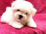 Maltese Terrier