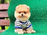 Yakışıklı Oğlumuz Pomeranian
