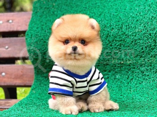 Yakışıklı Oğlumuz Pomeranian görsel