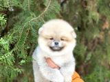 Yakışıklı Pomerainan Boo