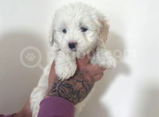 Mini Morkie Yavrular görsel