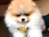 Tatlı Pomeranian Boo