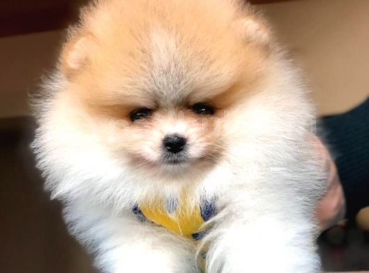 Tatlı Pomeranian Boo görsel