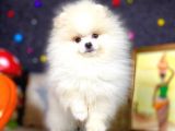 Boo Pomeranian En Sevilen Rengi