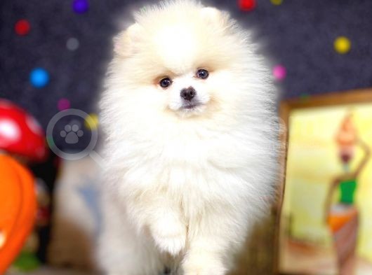 Boo Pomeranian En Sevilen Rengi görsel