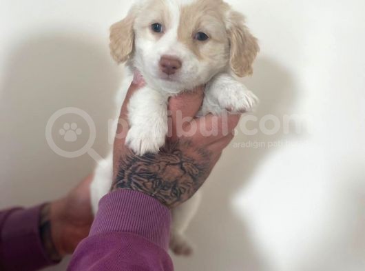 Mini Morkie Yavrular görsel