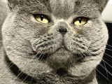 Full Secereli British Shorthair