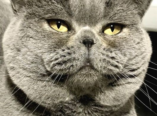 Full Secereli British Shorthair görsel