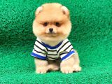 Yakışıklı Oğlumuz Pomeranian