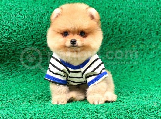 Yakışıklı Oğlumuz Pomeranian