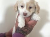 Mini Morkie Yavrular