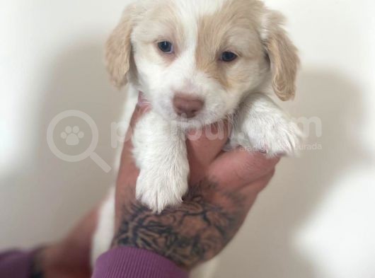 Mini Morkie Yavrular