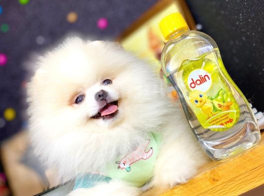 Boo Pomeranian En Sevilen Rengi görsel
