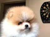 Tatlı Pomeranian Boo