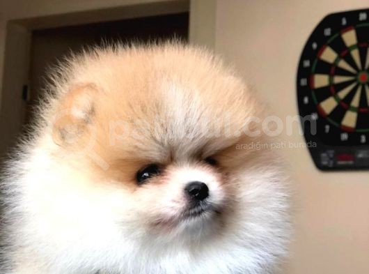 Tatlı Pomeranian Boo görsel