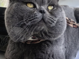 Full Secereli British Shorthair