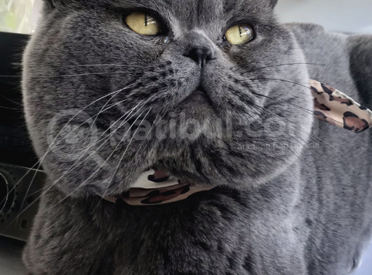 Full Secereli British Shorthair