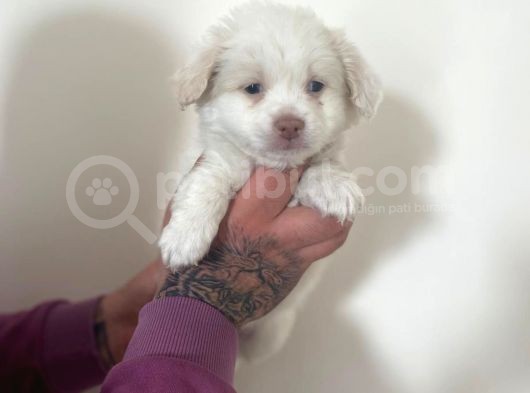 Mini Morkie Yavrular görsel
