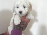 Mini Morkie Yavrular