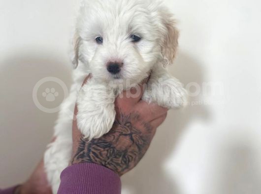 Mini Morkie Yavrular görsel