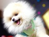 Boo Pomeranian En Sevilen Rengi