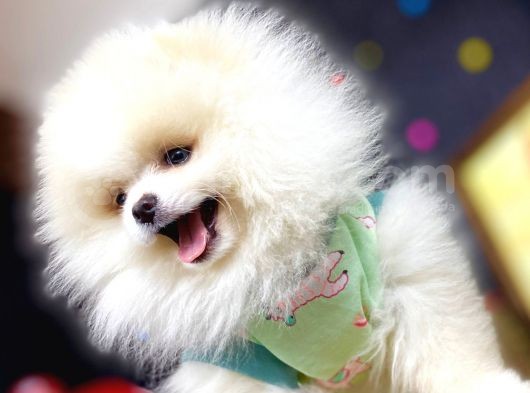 Boo Pomeranian En Sevilen Rengi