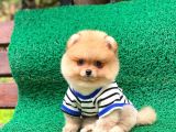 Yakışıklı Oğlumuz Pomeranian