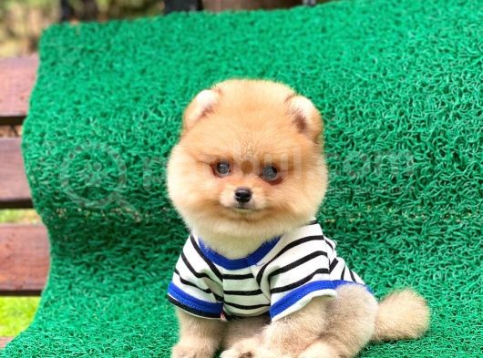 Yakışıklı Oğlumuz Pomeranian görsel