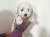 Mini Morkie Yavrular