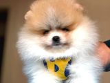 Tatlı Pomeranian Boo
