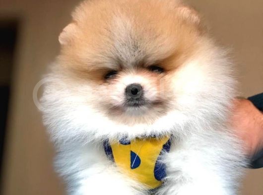 Tatlı Pomeranian Boo görsel