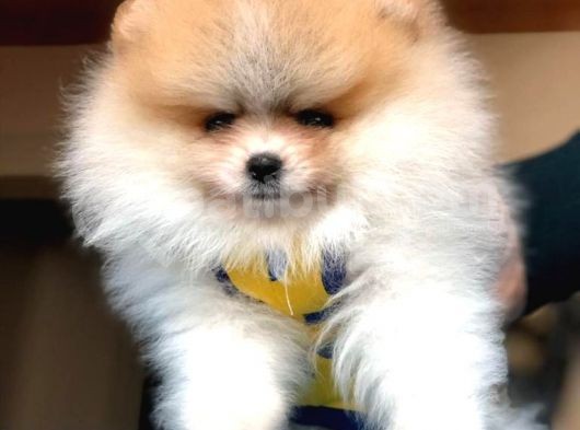 Tatlı Pomeranian Boo görsel
