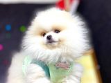 Boo Pomeranian En Sevilen Rengi
