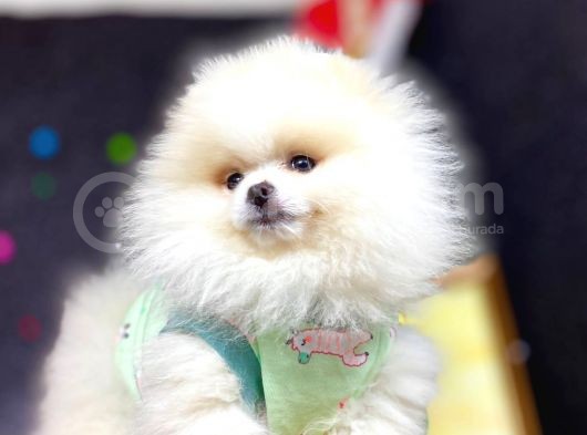 Boo Pomeranian En Sevilen Rengi görsel