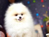 Boo Pomeranian En Sevilen Rengi